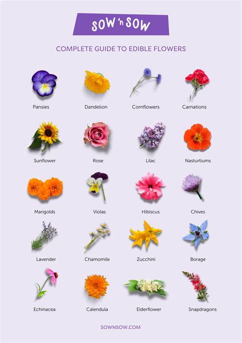 list of edible flowers in the philippines
